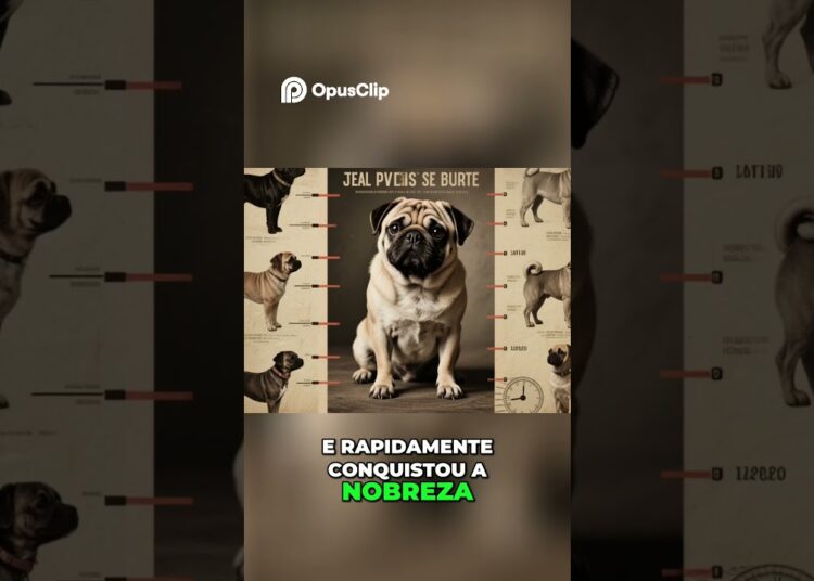 Origem do Pug  o milenar companheiro da realeza