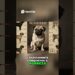 Origem do Pug o milenar companheiro da realeza