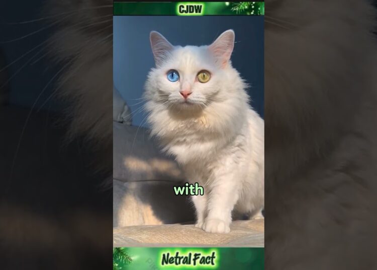 “This Cat Was Once Royalty 👑 You Won’t Believe Its Eyes!” #shorts #CatLife #PetLoversUSA