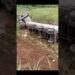 Acidente na BR 262 deixa vítima fatal entre Realeza e Santo Amaro de Minas
