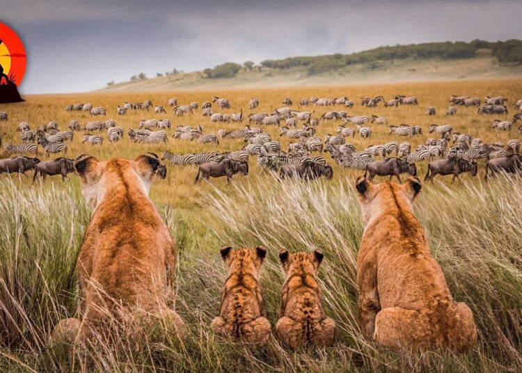 RAINHA LEOA | Batalha de vida ou morte da realeza Savana #animaisselvagens | Natureza Vida