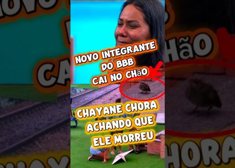 PASSARINHO EMOCIONA A CASA E CHAIANY CAI NO CHORO