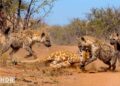 REINA LEONA | La Batalla a Vida o Muerte de la Realeza de la Sabana #animalessalvajes