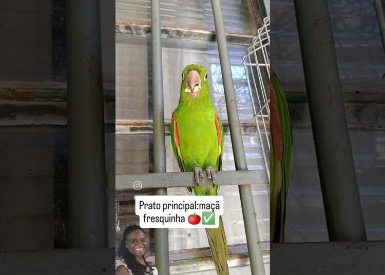 O jantar da Realeza🦜