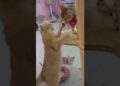 Realeza Felina