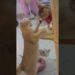 Realeza Felina