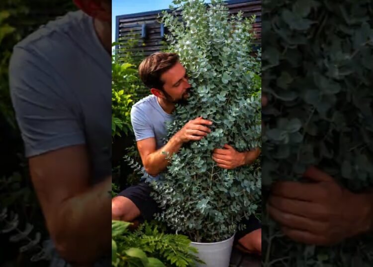 FOFOCA E INVEJA NO TRABALHO? 7 Banhos que blindam seu corpo! 🛑🛡️#plantas #bemestar #espiritualidade