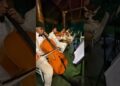 Hino 341 CCB – Com Fé Espera no Senhor | Orquestra Realeza Musical | Músicos Para Casamento
