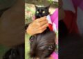 ❤️     #gatos #realeza