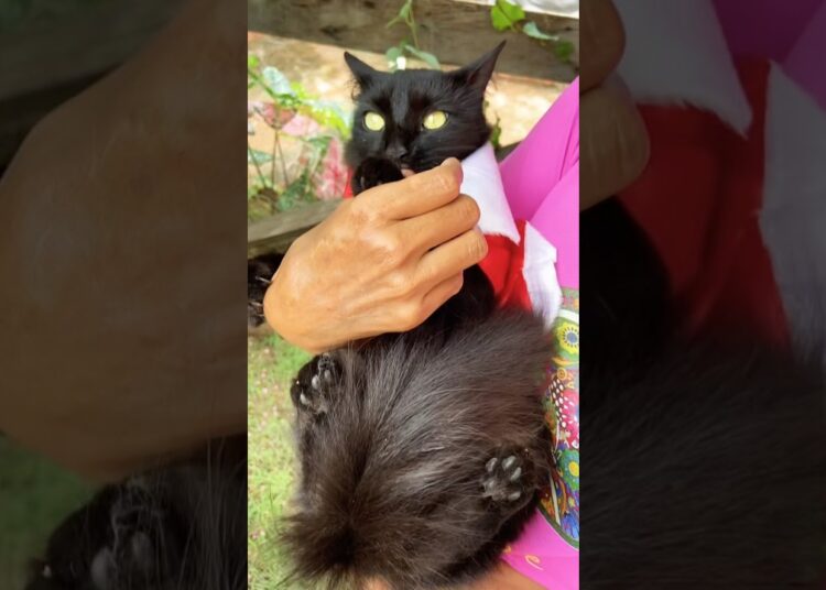 ❤️     #gatos #realeza