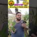 🌟 KIT CHRYSOTOXUM: A realeza dos Dendrobiums – Tipo vs Oculatum!