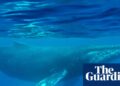 A mais antiga gravação conhecida do canto das baleias fornece uma nova visão sobre os sons do oceano | Baleias