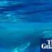 A mais antiga gravação conhecida do canto das baleias fornece uma nova visão sobre os sons do oceano | Baleias