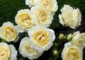 A opinião de Barbra Streisand sobre o jardim de rosas inglês é idílica