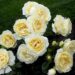A opinião de Barbra Streisand sobre o jardim de rosas inglês é idílica