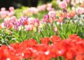 A primavera chegou: o festival das tulipas Ananda começa em 28 de março | Entretenimento