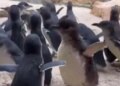 Festival do Zoológico de Cincinnati classificado entre os melhores da América
