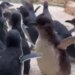 Festival do Zoológico de Cincinnati classificado entre os melhores da América