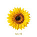 GABINJ lança remake da nova música ‘Sunflower’ hoje (3º)