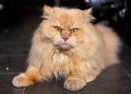 Gato persa laranja deixa bem claro que ele é o único entretenimento necessário