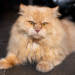 Gato persa laranja deixa bem claro que ele é o único entretenimento necessário