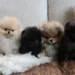 Kim Kardashian enfrenta nova reação por foto de cachorrinho após críticas da PETA