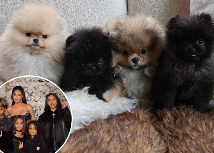 Kim Kardashian ignora a reação da PETA ao compartilhar fotos dos quatro novos cachorrinhos de seus filhos