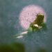 Mad Honey anuncia novo álbum ‘Bridge Over Cumberland’