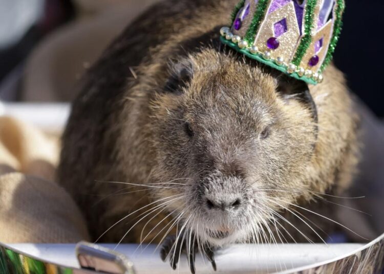 Neuty the nutria, rato de troca de celebridades da Louisiana, está com câncer | Notícias