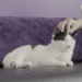 Nova Orleans agora tem seu primeiro café para gatos. Veja dentro, preços. | Entretenimento/Vida