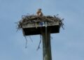 Resumo: Osprey, Política, Entretenimento…