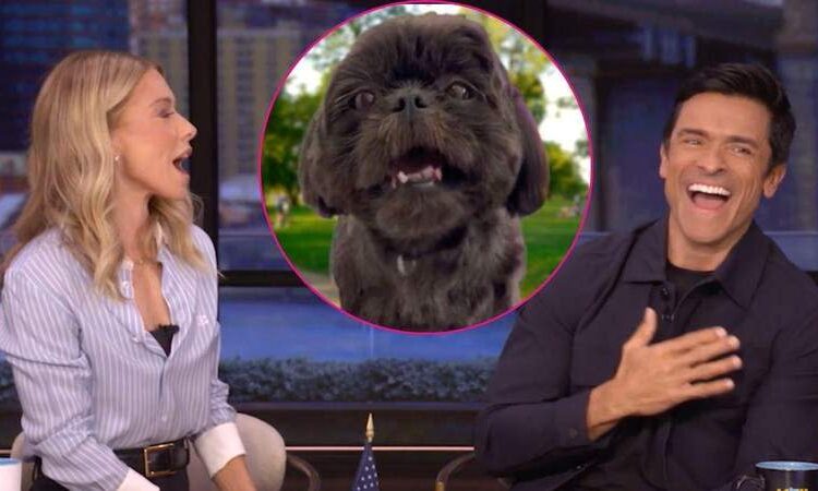 'Você está chorando?': Kelly Ripa trolls o marido Mark Consuelos enquanto ele fica emocionado com a mensagem de aniversário da cadela Lena - Assistir