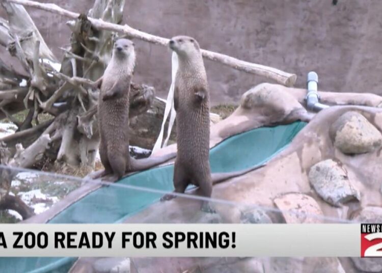 Zoológico de Utica comemora primavera e Ramadã com eventos especiais | Entretenimento