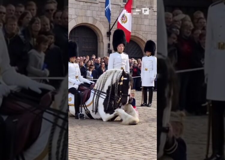 l   #youtubeshorts #animals #royal #shortsvideo #cavalos