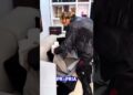 GALISTEU SE EMOCIONA COM PRESENTÃO #famosos #noticias #celebridades #shorts