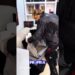 GALISTEU SE EMOCIONA COM PRESENTÃO #famosos #noticias #celebridades #shorts