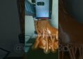 O arquétipo do leão simboliza força, coragem, liderança e realeza #impressão3d