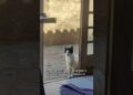 olha quem fala #cats #gatos #cat #catshorts #gato #fofoca #fofocas #katze #kitty #neko #rua
