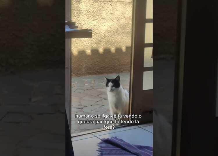 olha quem fala #cats #gatos #cat #catshorts #gato #fofoca #fofocas #katze #kitty #neko #rua