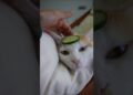 Mi gato Coconut se considera de la realeza.