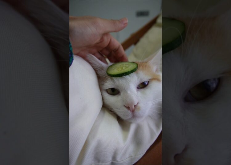 Mi gato Coconut se considera de la realeza.