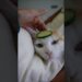 Mi gato Coconut se considera de la realeza.