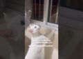 A fofoca é de família 😹 #gatos #fofocas #humorgatos