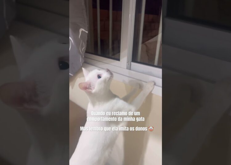 A fofoca é de família 😹 #gatos #fofocas #humorgatos