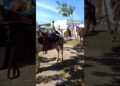#automobile o vídeo Gilberto Realeza abertura da expansão da cidade de Araguari os cavalos