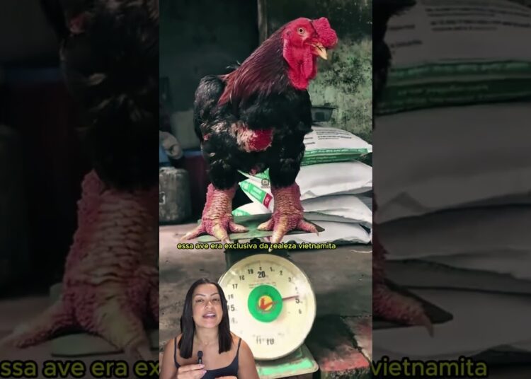 Esse “pé de galinha” virou luxo de realeza por um motivo bem estranho.