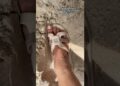Quando uso o vaso atenta nas fofocas do cerura #comedy #humor #funny