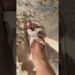 Quando uso o vaso atenta nas fofocas do cerura #comedy #humor #funny