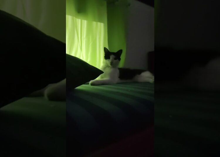 A realeza na sua própria cama 😸💖