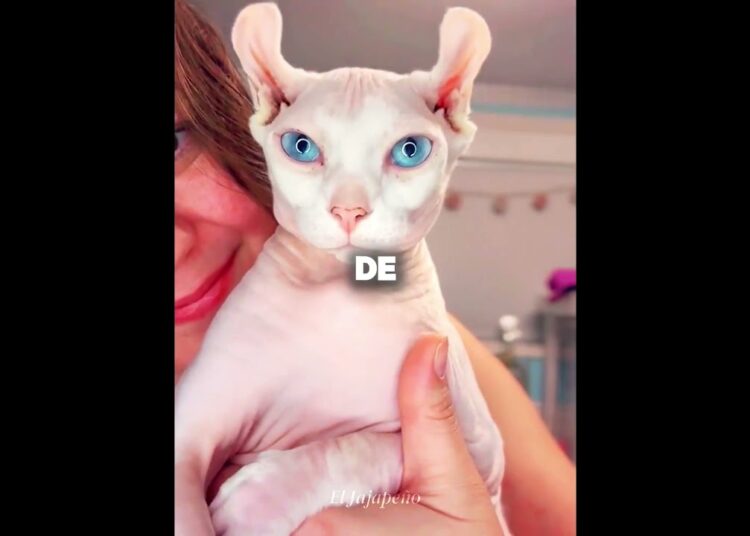 Este Gato Vive Como La Realeza 😂🐈
